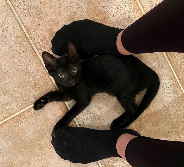 kitten scarlet feet